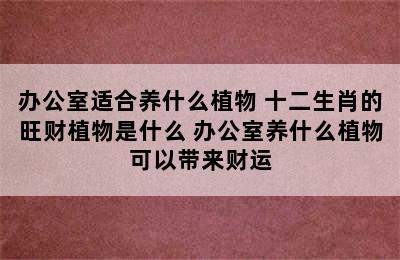 办公室适合养什么植物 十二生肖的旺财植物是什么 办公室养什么植物可以带来财运